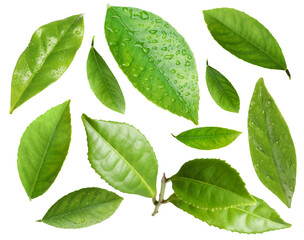 Set with fresh green leaves on white background
