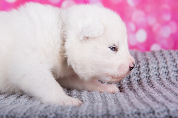 White fluffy small Samoyed puppy on gray knitted wrap