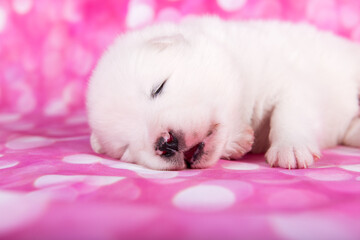 White fluffy small Samoyed puppy dog on pink background