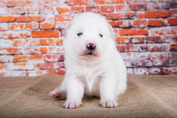 Small two weeks age old cute white Samoyed puppy dog
