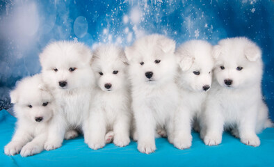 White six fluffy small Samoyed puppies dogs are sitting on blue blanket