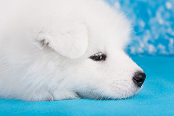 White fluffy small Samoyed puppy dog is sleeping on blue blanket