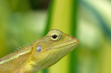 Chameleon lizard climbing on a green leaf looking for food,  animal life in nature.