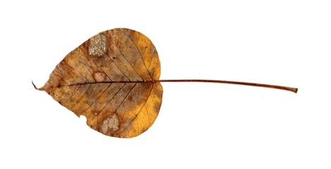 autumn dry leaf isolated on white background	