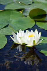 Water lilies green leaves on a pond with white blooming lotus flowers illuminated by sunny summer light.