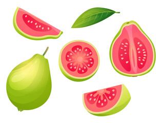 Set of fresh guava whole, half, cut slice and leaf illustration isolated on white background