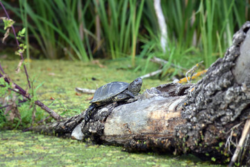 A river turtle climbed a tree thrown into the river.