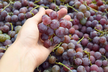 Spring harvest of pink grapes in a white basin.