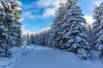 Schöne Winterlandschaft auf den Höhen des Thüringer Waldes bei Oberschönau - Thüringen
