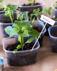 Early spring planting. Pepper seedlings grow in a plastic container. The concept of organic vegetable growing. 