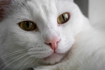 close-up portrait of a white cat