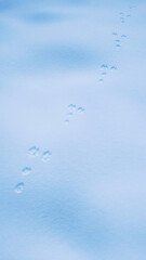 Image of bunny tracks on white snow. Winter background.