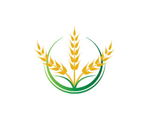 agriculture wheat logo with free vector 