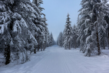Fototapeta premium Schöne Winterlandschaft auf den Höhen des Thüringer Waldes bei Oberschönau - Thüringen