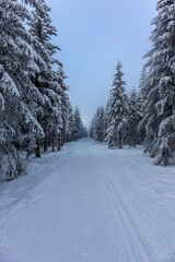Sch&ouml;ne Winterlandschaft auf den H&ouml;hen des Th&uuml;ringer Waldes bei Obersch&ouml;nau - Th&uuml;ringen
