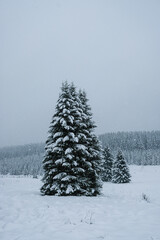 Verschneiter Winterwald zu Weihnachten