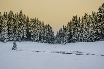 Verschneiter Winterwald zu Weihnachten