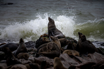 A seal at Cape Cross seal reserve, Namibia