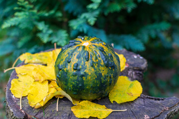 Green gourd or pumpkin with stripes on a wooden table covered by autumn colored leaves