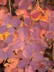 Abstract natural background of decorative autumn leaves of purple-pink color. Close-up of the leaves of the color of wild watermelon Krayola
