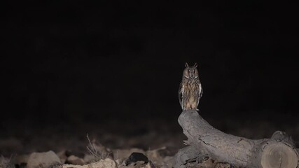Long-eared Owl on a Felled tree trunk at night in the desert