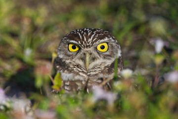 Burrowing owl peaking eyes out of ground