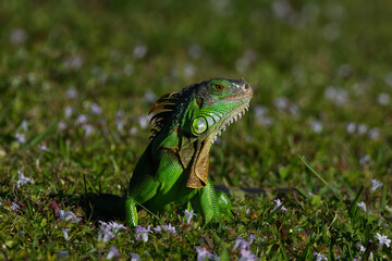 Green Iguana standing in a field