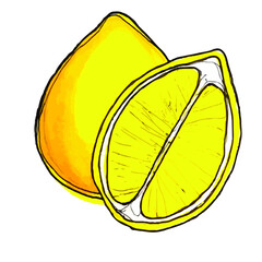 Citrus fruits. in watercolor technique, vector image