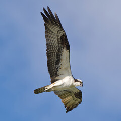 osprey in flight