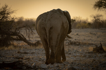 Elephants at sunset in Etosha Park, Namibia