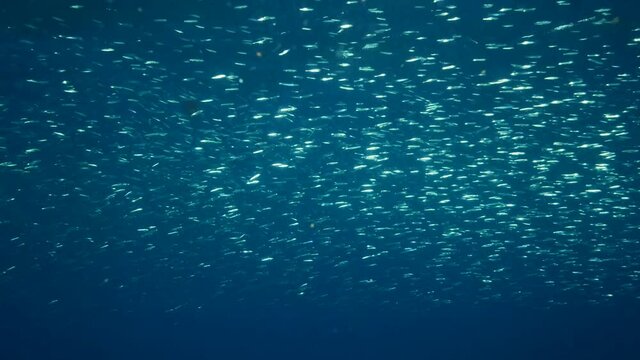 Large shoal of Blue sprat, Delicate round herring or blueback sprat (Spratelloides delicatulus). Massive school of small fish swims in the blue water in sunrays. Slow motion