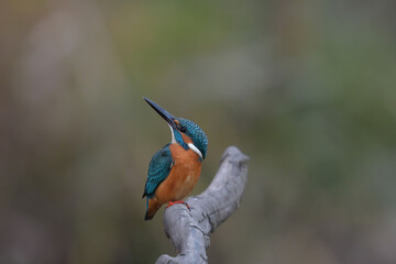 カワセミ（Kingfisher)：Alcedo atthis