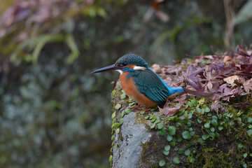 カワセミ（Kingfisher)：Alcedo atthis