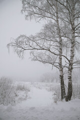 Winter landscape, trees standing in the snow, monochrome.