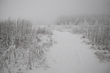 Winter landscape, trees standing in the snow, monochrome.
