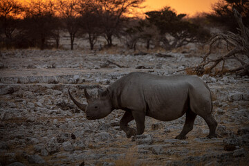 Fototapeta premium Rhino at sunset in Etosha Park, Namibia