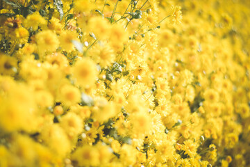 yellow flower field background. chrysanthemum flower