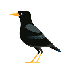 Common blackbird is a species of true thrush. Eurasian blackbird. Turdus merula. Black bird Cartoon flat style character of ornithology, vector illustration isolated on white
