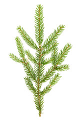 Cute stright spruce branch. Fir Christmas Tree. Green pine, spruce branch with needles. Isolated on white background. Close up high resolution.