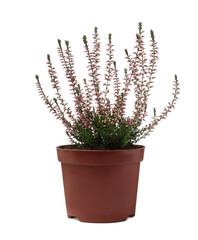 Beautiful heather in flowerpot isolated on white