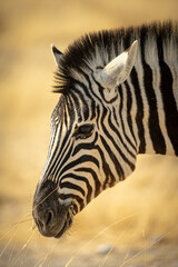 A portrait of zebra in Etosha Park, Namibia