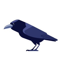 Crow is a genus of birds in the crow family Corvidae. Black raven bird Cartoon flat style character of ornithology, vector illustration isolated on white background