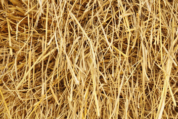 Dry rice straw texture for background and design, hay bale pattern.