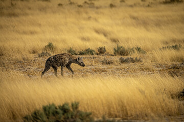 Hyena of Etosha Park, Namibia