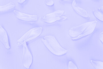 Flower petals on a purple background very peri color. Inspired by using color 17-3938, Color of the year concept