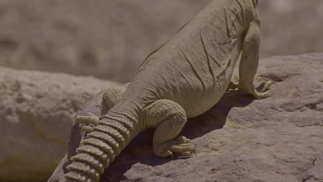 Egyptian spiny-tailed lizard (Uromastyx aegyptia) Walking in the desert and climbs a rock