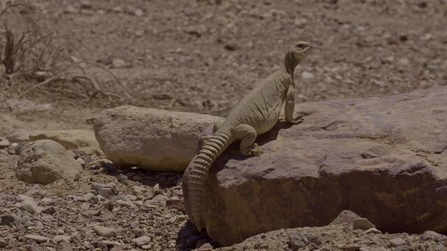 Egyptian spiny-tailed lizard (Uromastyx aegyptia) Walking in the desert