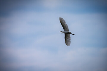 Great white egret of Okavango Delta flying in the sky