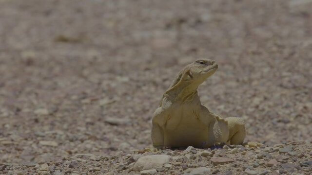 Egyptian spiny-tailed lizard (Uromastyx aegyptia) baskingin the desert