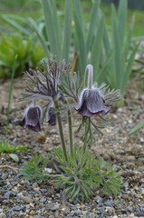 Spring blooming pasque flower, scientific name Pulsatilla pratensis subsp. bohemica